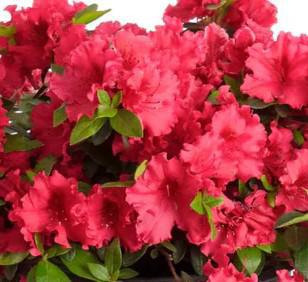 Azalea Brooks Red Ruffle