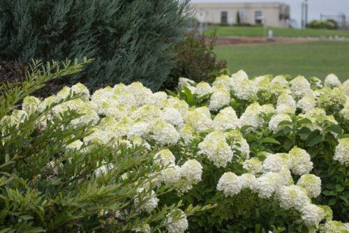 Hydrangea Little Hottie®