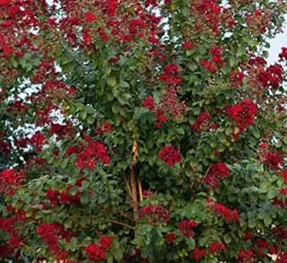 Crape Myrtle Colorama™