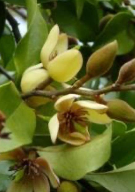 Michelia Banana Shrub