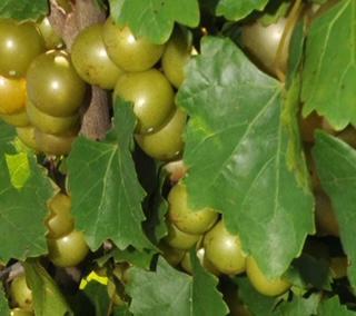 Muscadine 3 gal