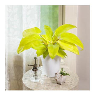 Leafjoy™ Philodendrons