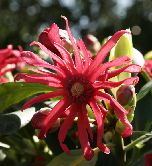 Southern Living Miss Scarlet ® Illicium