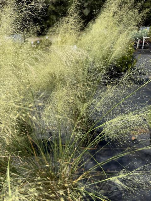 Muhly Grass White Cloud