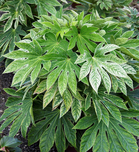 Southern Living Spider's Web Fatsia japonica