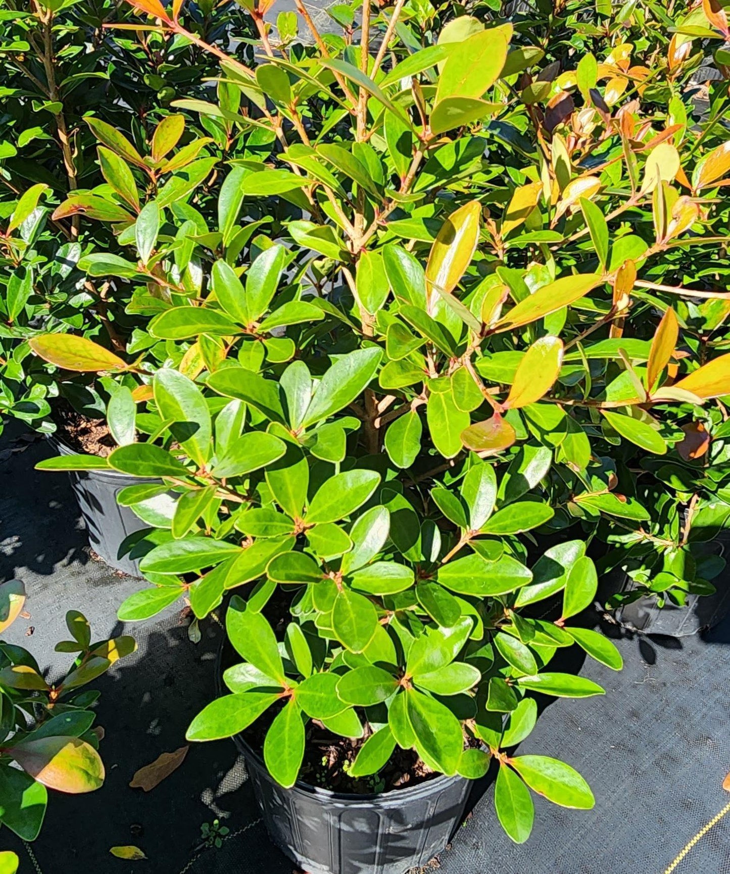 Cleyera Japonica