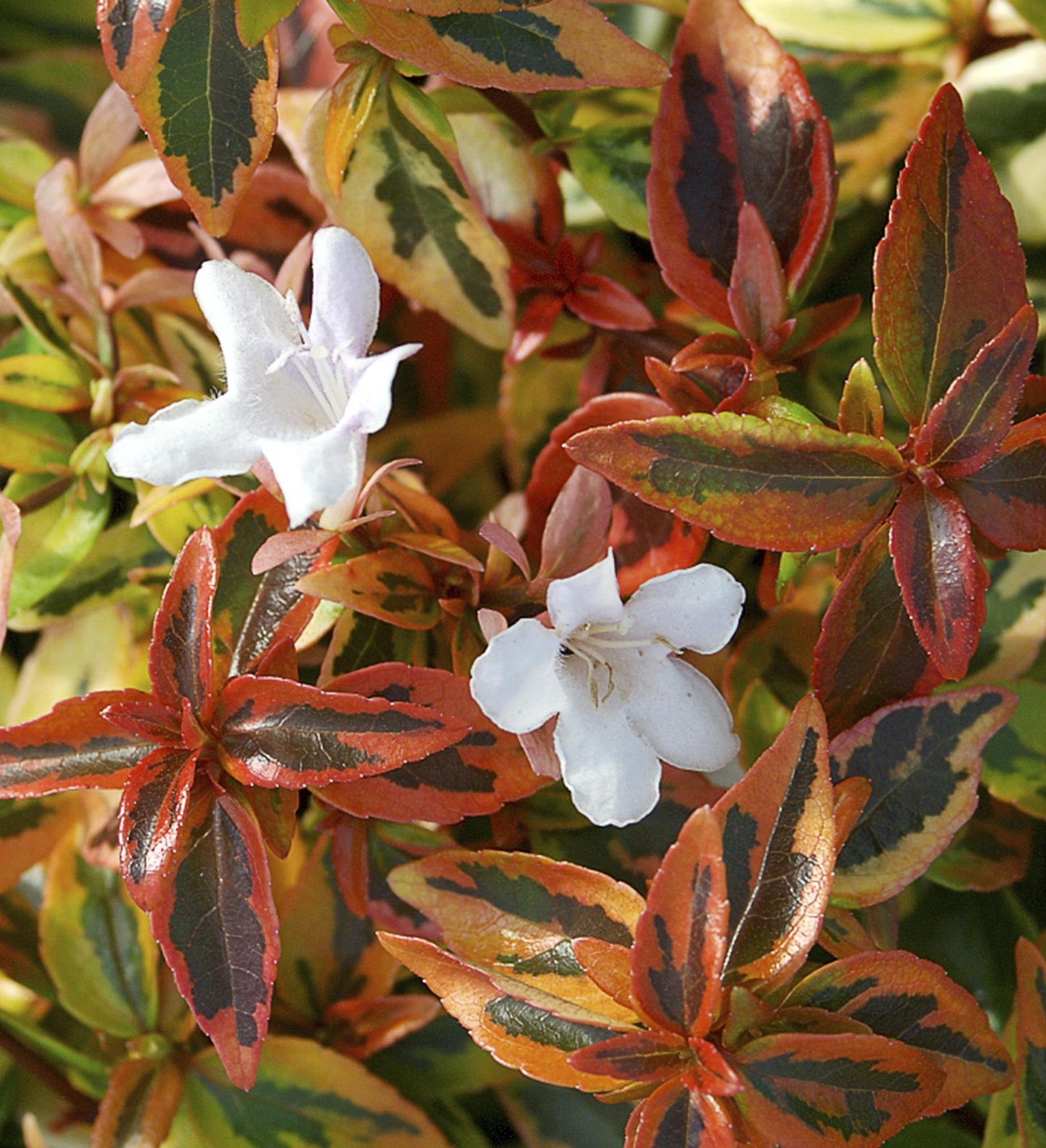 Southern Living Abelia Kaleidoscope