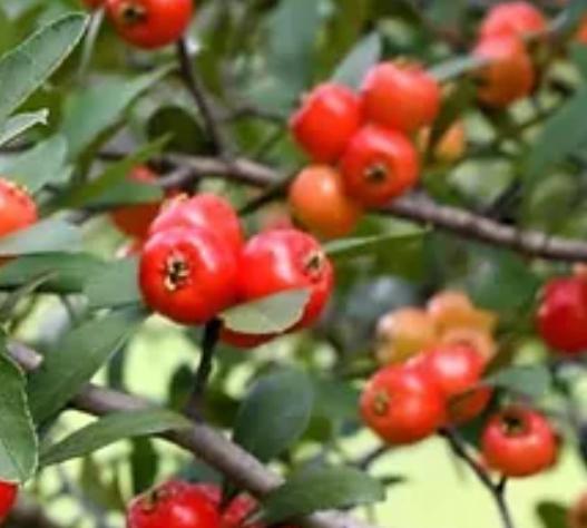 Mayhaw