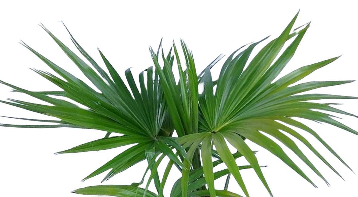 Chinese Fan Palm