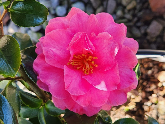 Camellia Sas. Dwf ShiShi Gashira pink