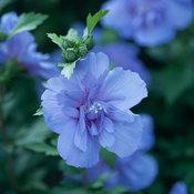 Proven Winners Rose of Sharon