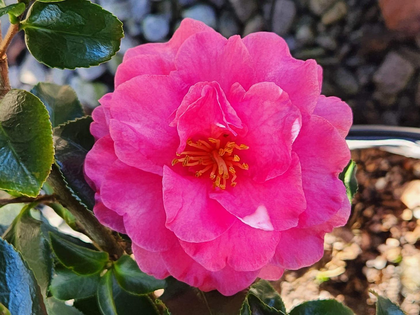 Camellia Sas. Dwf ShiShi Gashira pink