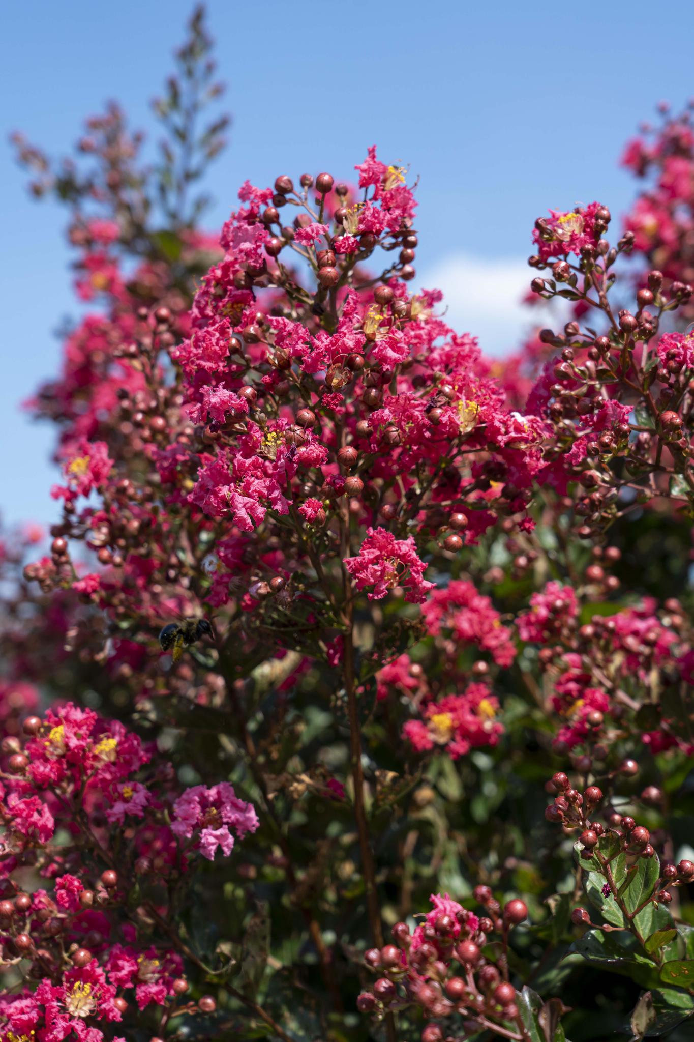 Crape Myrtle My Fair Myrtle