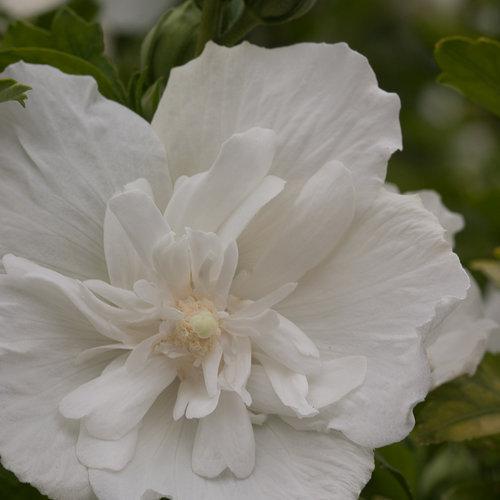 Proven Winners Rose of Sharon