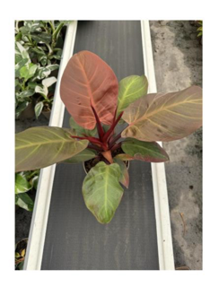 Leafjoy™ Philodendrons