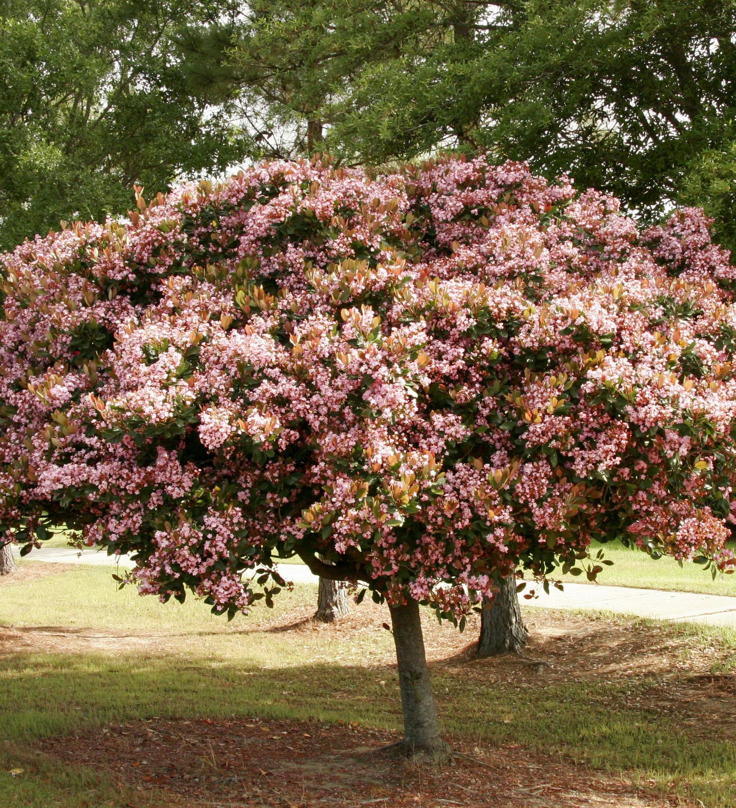 Southern Living Rosalinda ® Indian Hawthorne Tree