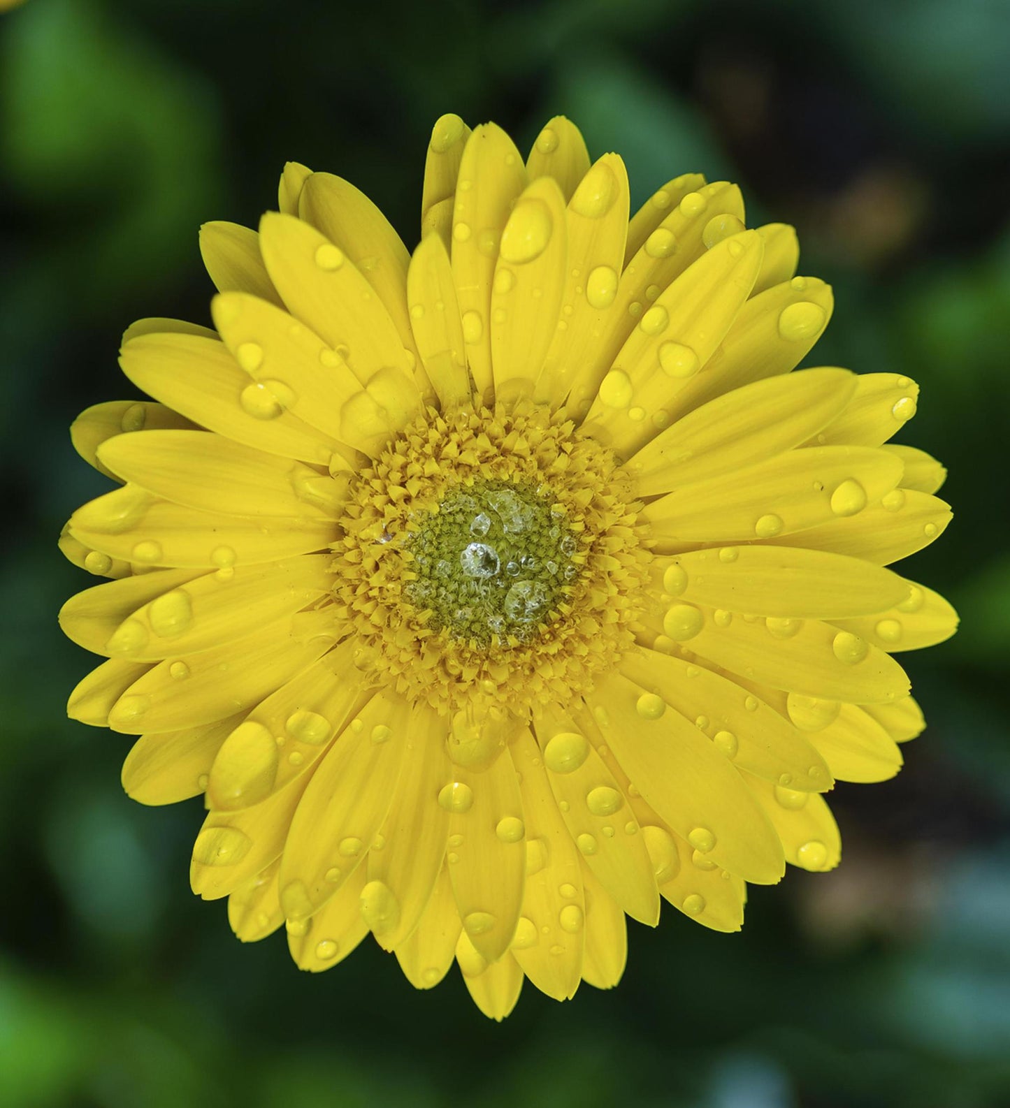 Southern Living Garden Jewels™ Gerbera Daisy