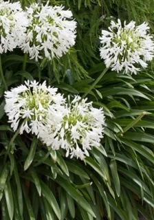 Agapanthus Getty White