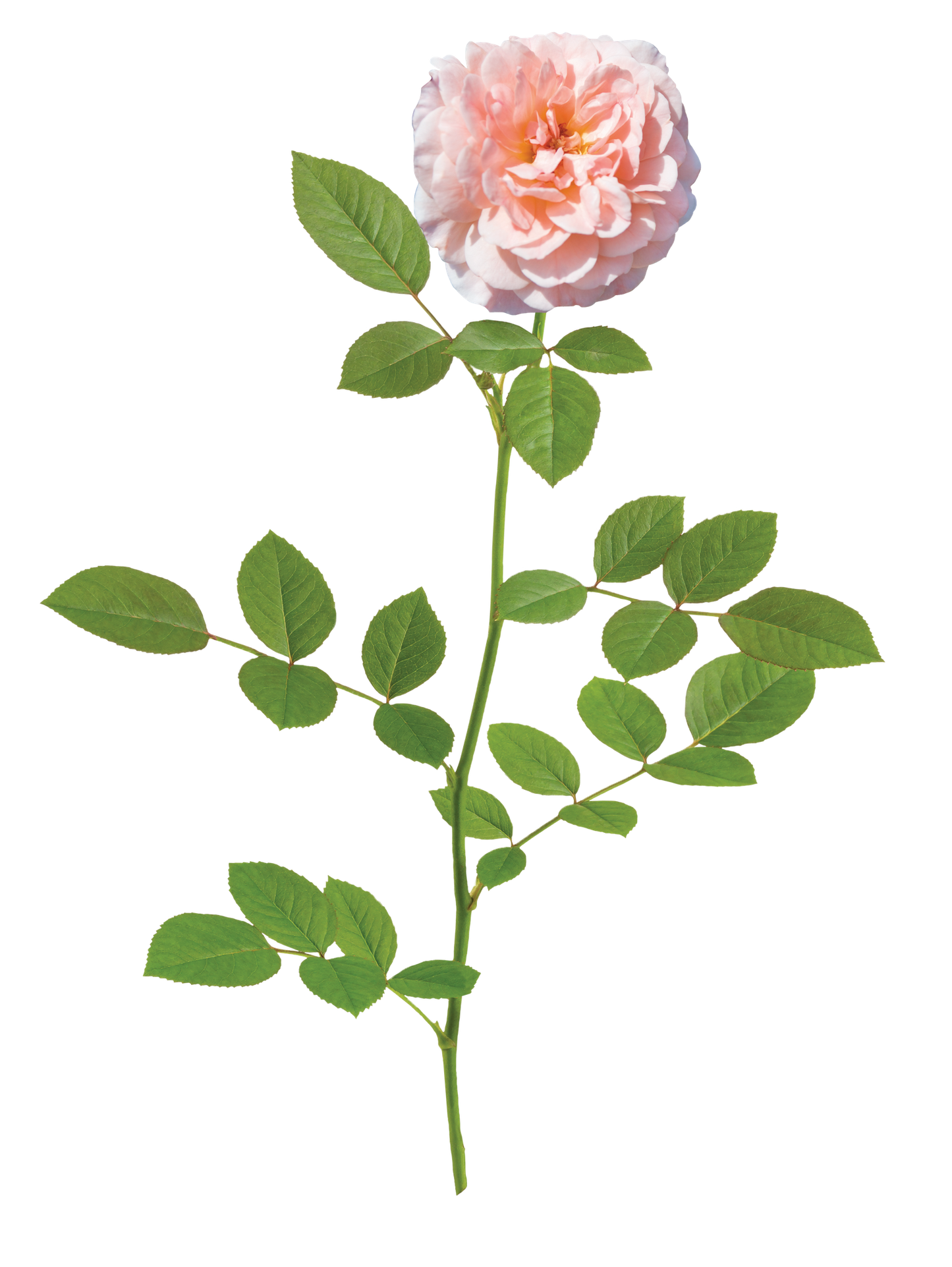 Drift Rose Apricot