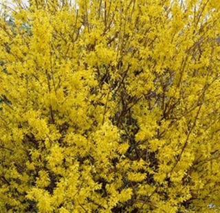 Forsythia Lynwood Gold