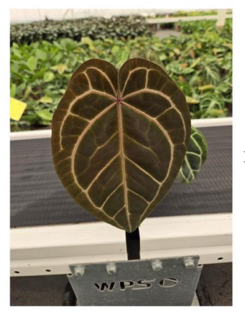 Anthurium Dock Block Hybrid (no discounts)