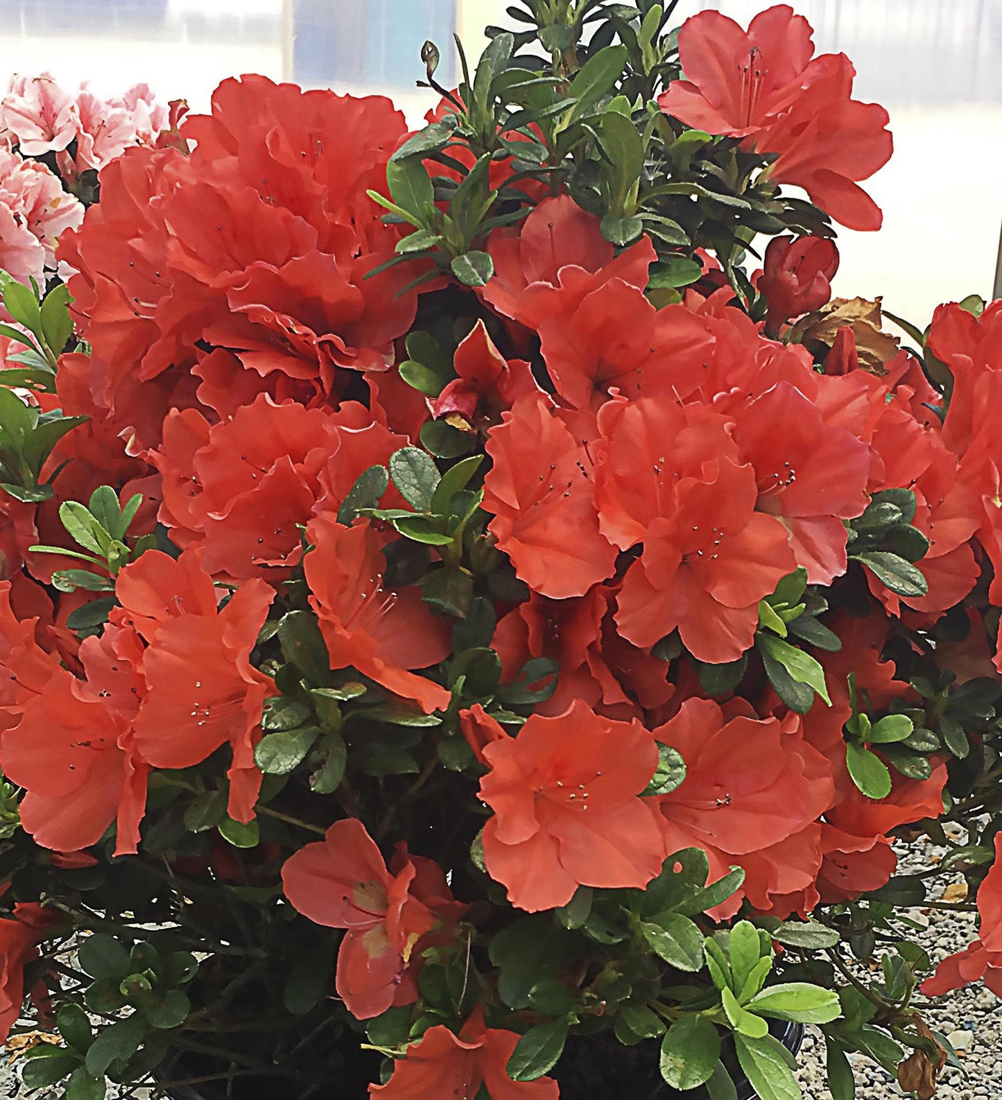 Azalea Encore Autumn Sunset ®