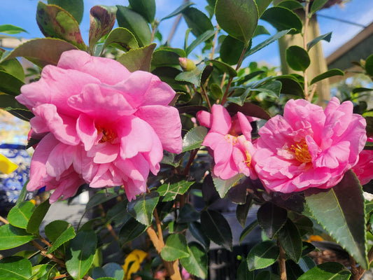 Camellia S. Winter's Joy