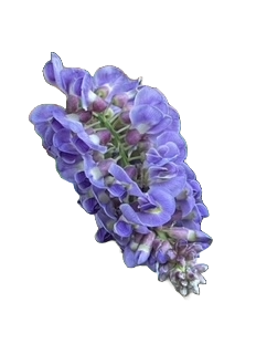 Wisteria Lavender Falls