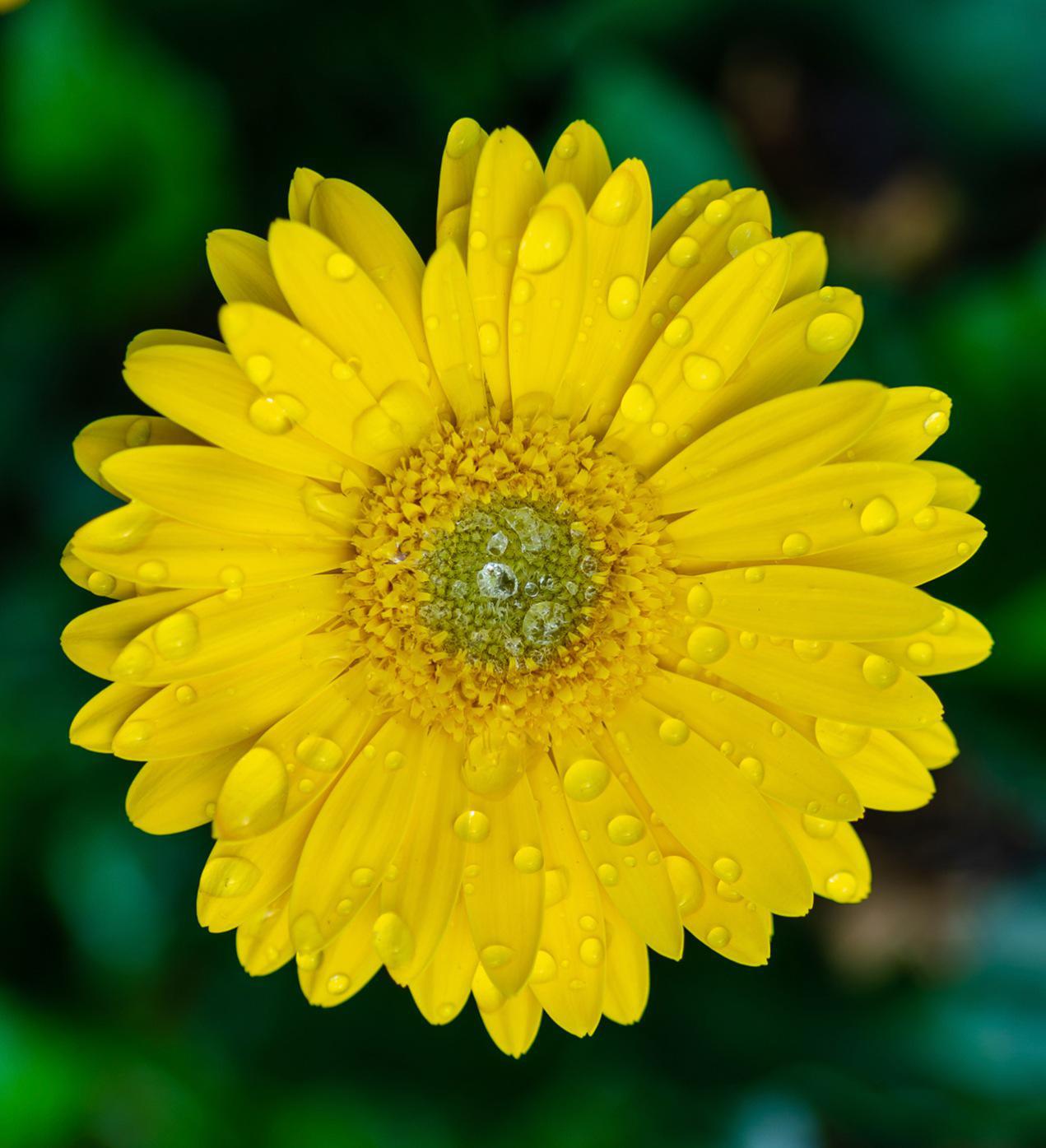 Southern Living Garden Jewels™ Gerbera Daisy