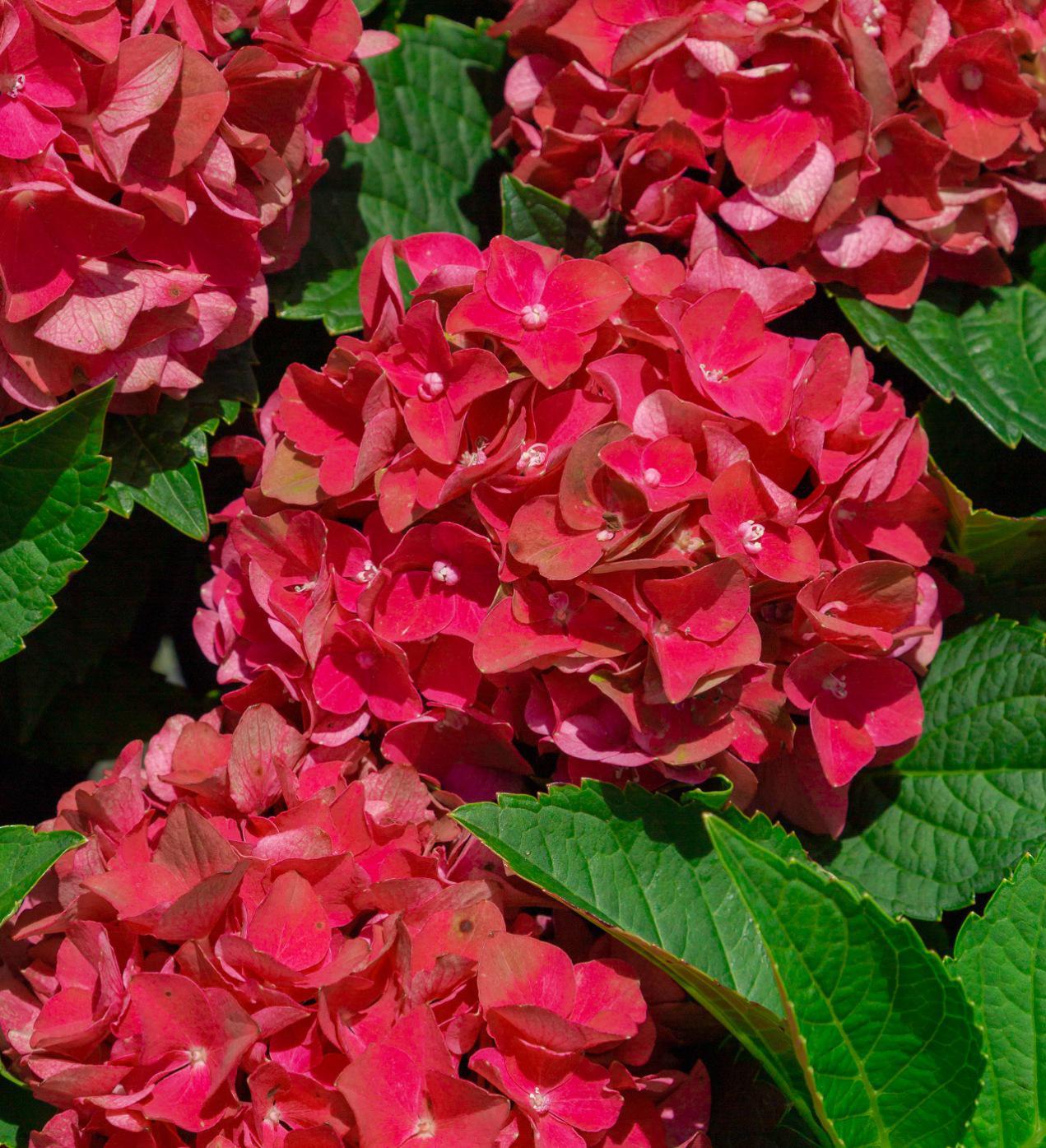 Southern Living Heart Throb® Hydrangea