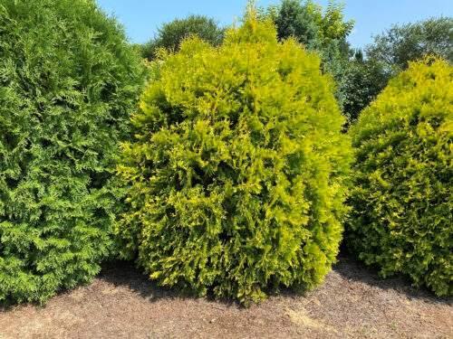 First Editions Arborvitae Lemon Burst ®