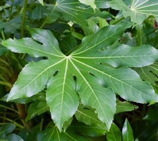 Fatsia japonica