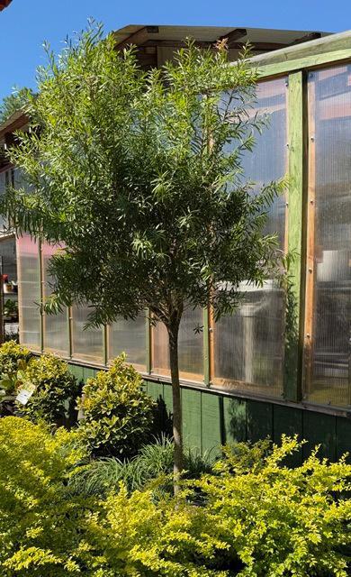 Bottlebrush Standard Tree Red Cluster