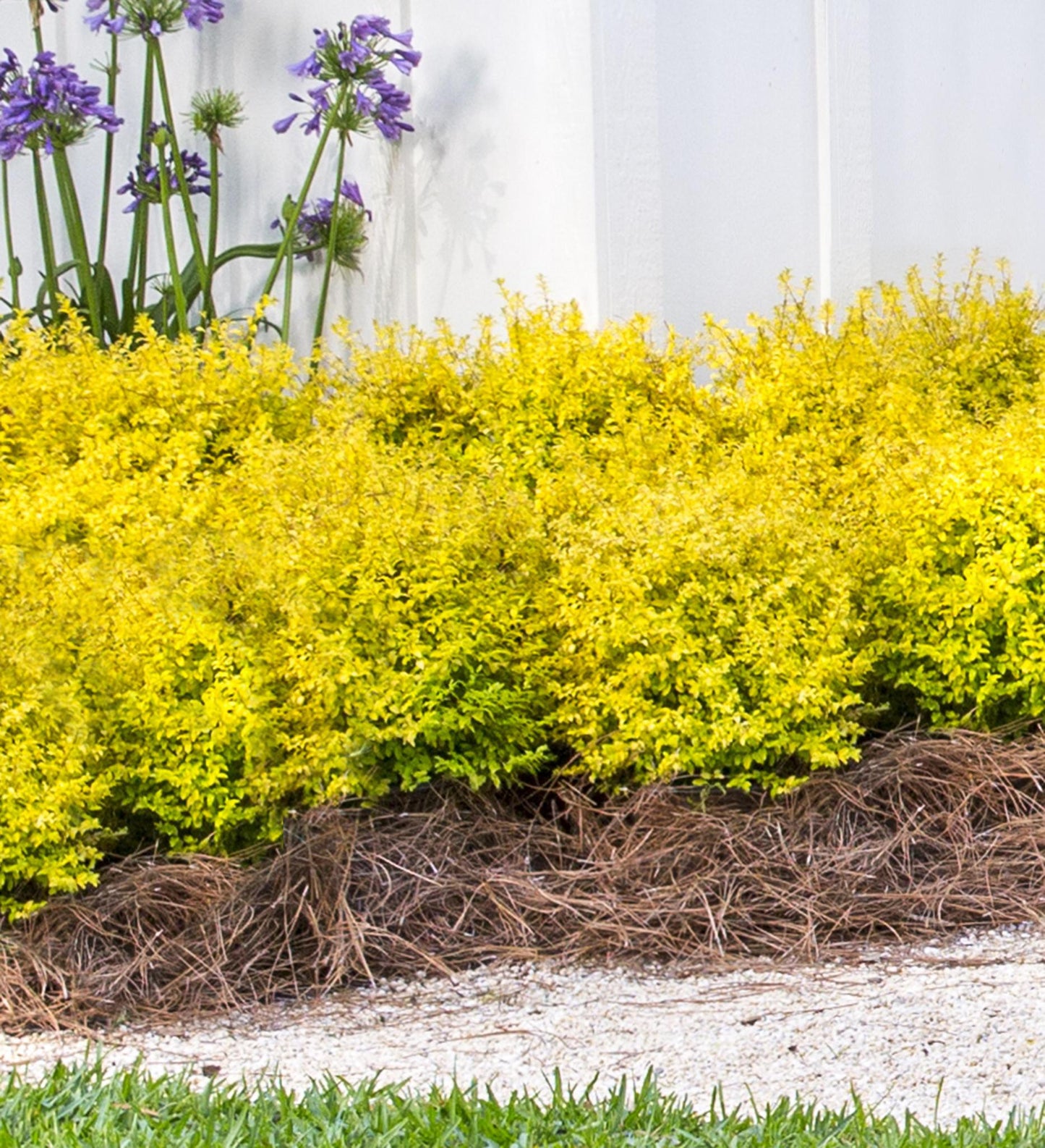 Southern Living Sunshine Ligustrum