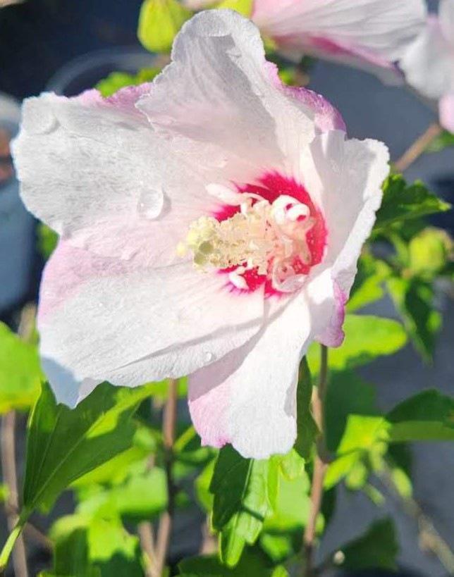 Hibiscus, Rose of Sharon Peppermint Smoothie ™