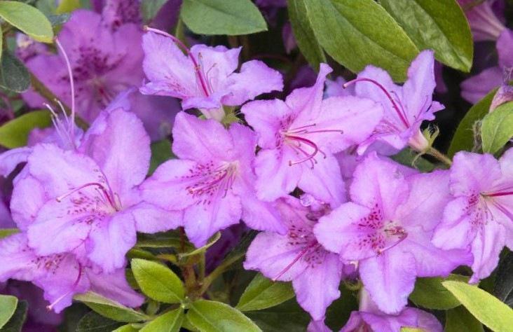 Azalea Karens Gable Hybrid