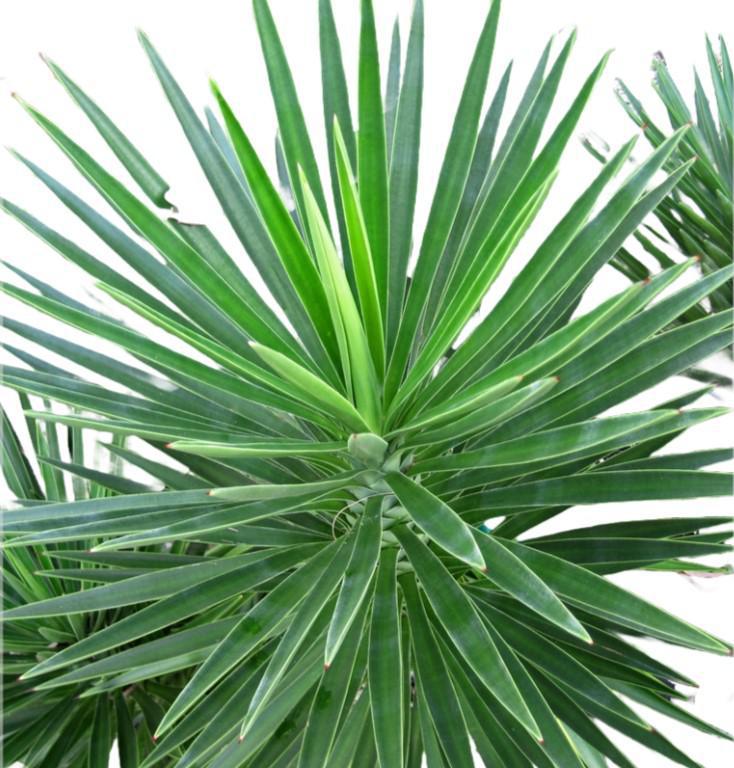 Yucca Spanish Bayonet