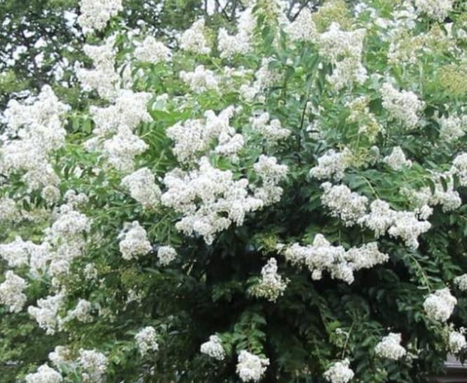 Crape Myrtle Natchez