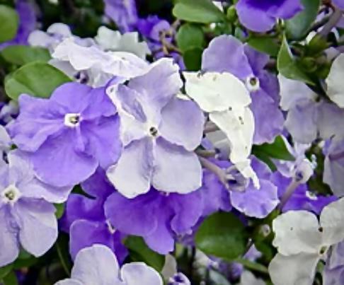 Brunfelsia Yesterday Today Tomorrow