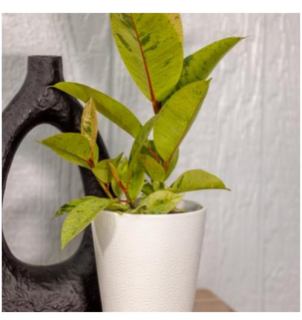 Leafjoy™ Ficus Elastica