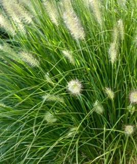 Pennisetum A Hameln Grass
