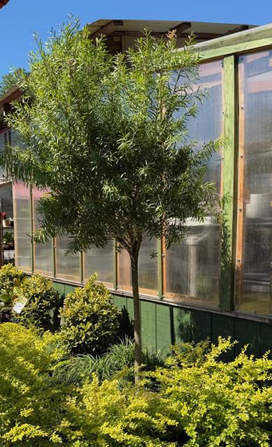 Bottlebrush Standard Tree Red Cluster