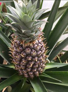 Pineapple Fruit