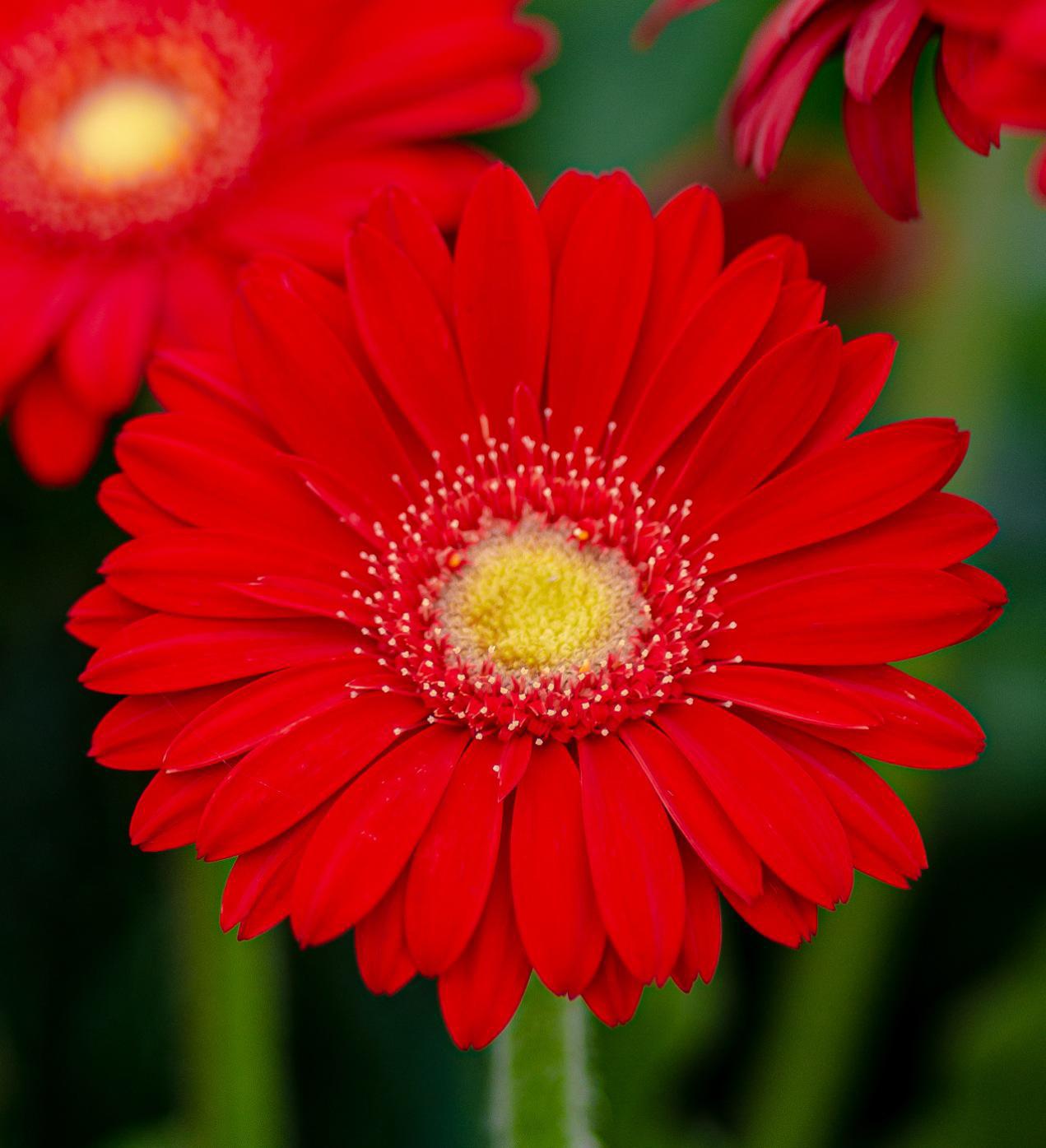 Southern Living Garden Jewels™ Gerbera Daisy