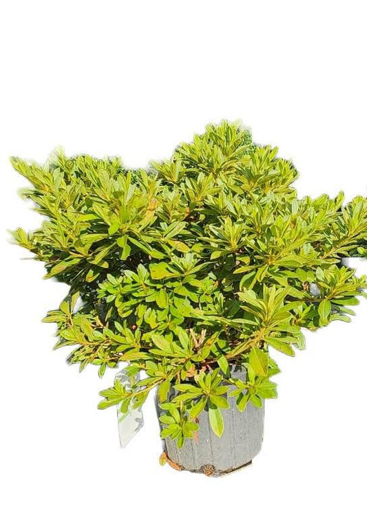 Azalea Indica Mrs G G Gerbing