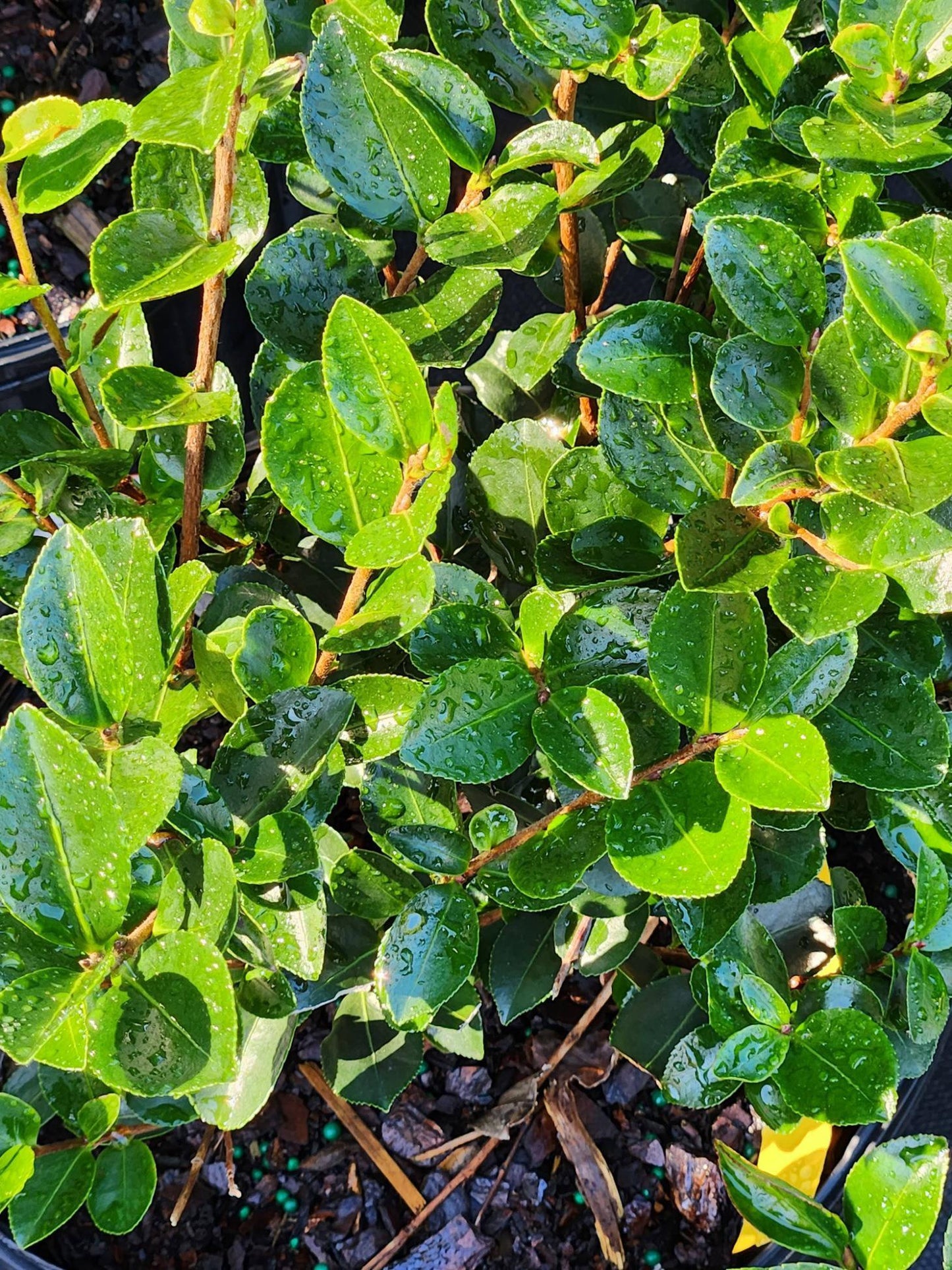 Camellia S. Pink Snow