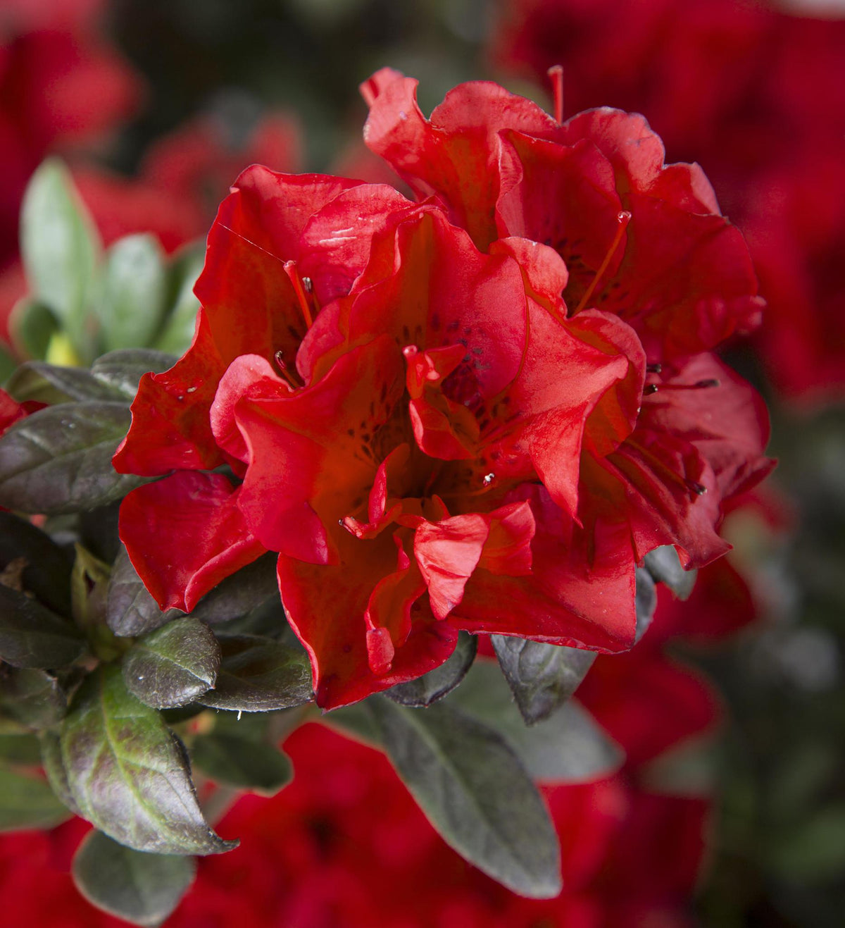 Azalea Fireball Fall Color Azalea Encore Autumn Fire ® – A Bloom Garden Center