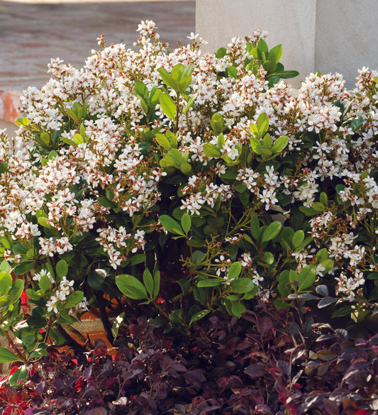 Southern Living Clean Sweep ™ Spring Sonata ™ Indian Hawthorne