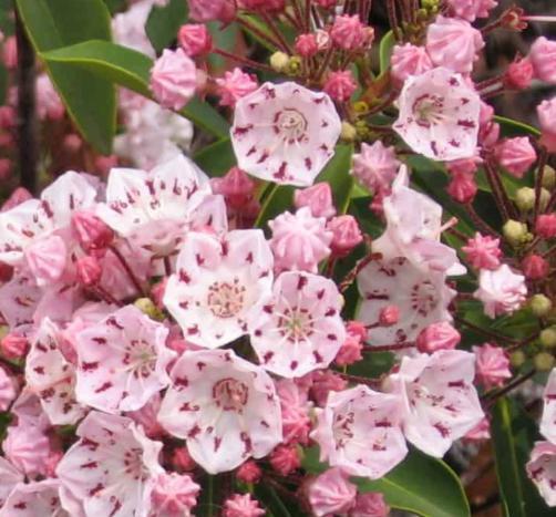 Mountain Laurel