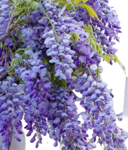 Wisteria Blue Staked
